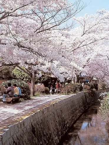 哲学の道：桜の名所、関雪桜の由来とは？関雪桜の秘密に迫る！