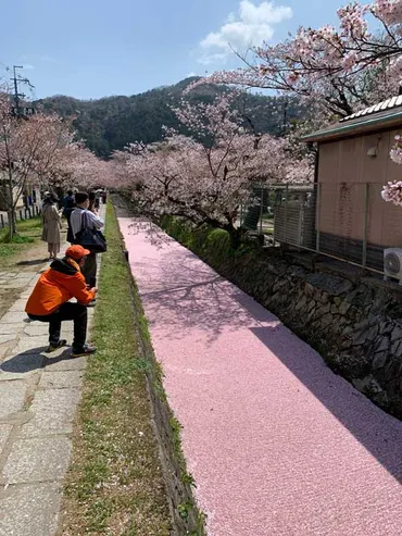 京都「哲学の道」で見事な花筏 桜の花びらが水面に浮かんでできた゛桜の花道゛に驚きと感動の声（要約） 