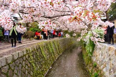 春には桜のトンネルが出来る！京都・東山「哲学の道」を歩く 