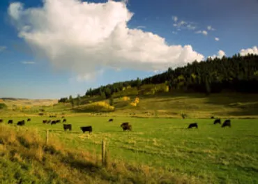 穀物を食べて育つカナダビーフの魅力とは? 
