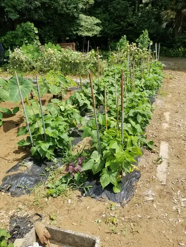 大正金時豆の栽培と生育状況 : のじさんの徒然草