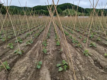 白花豆の栽培・育て方 